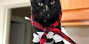 Tony Stuart joined the competition — help win amazing prizes! alert, animal, black_cat, cabinet, cat, clothing, cute, domestic, feline, fur, green_eyes, indoor, kitchen, pet, plaid, portrait, scarf, shirt, sitting, wooden_surface