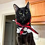 alert, animal, black_cat, cabinet, cat, clothing, cute, domestic, feline, fur, green_eyes, indoor, kitchen, pet, plaid, portrait, scarf, shirt, sitting, wooden_surface
