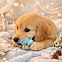 blanket, blue_toy, bokeh_lights, close_up, cozy, cute, dog, feather, flowers, fur, golden_retriever, heart_bokeh, indoor, pet, pinecones, portrait, puppy, resting_pose, soft_texture, stuffed_toy