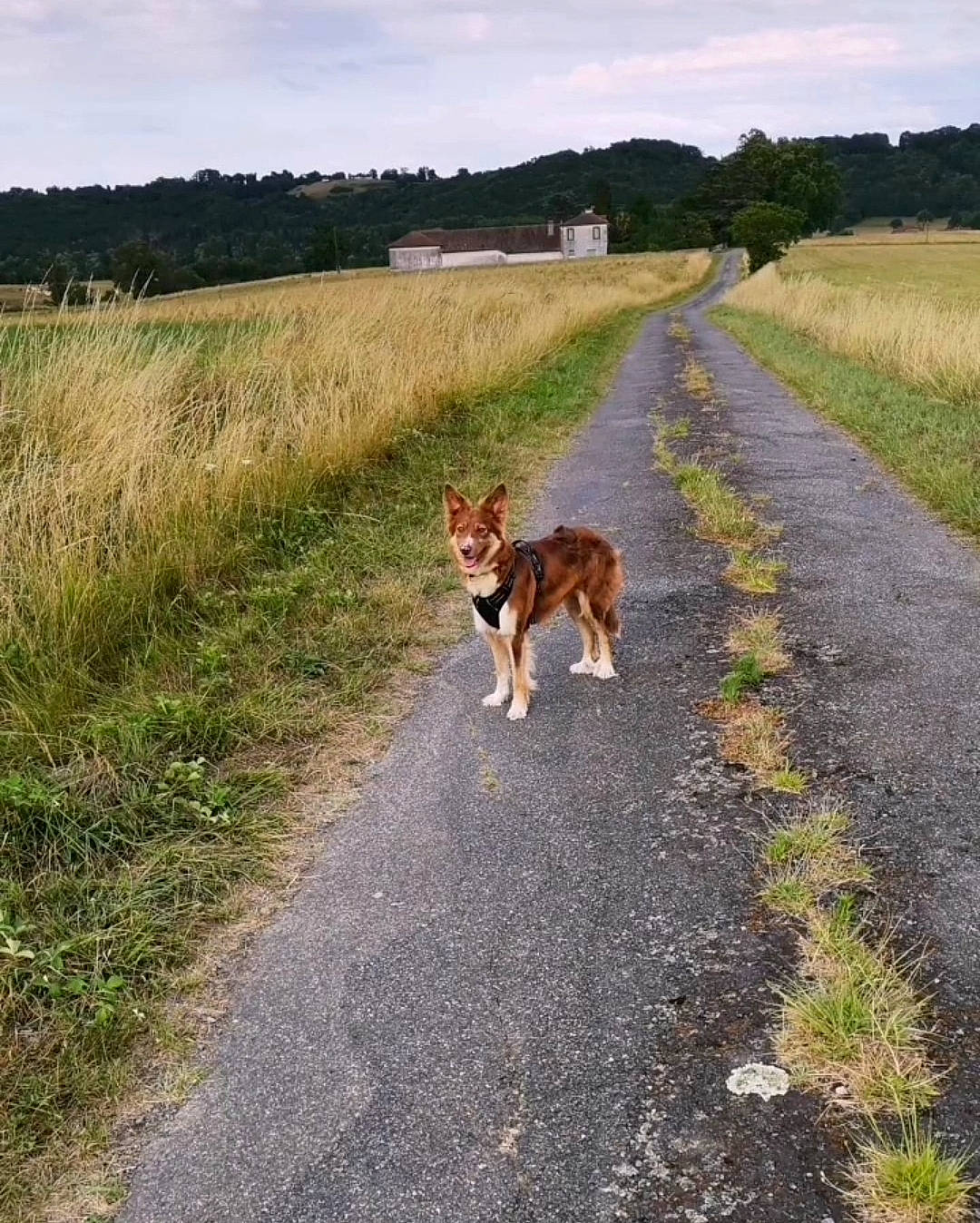 Silka participe au concours pour gagner de l'argent avec cette photo : airedale_terrier, asphalt, carnivore, cloud, companion_dog, dog, dog_breed, fawn, grass, grassland, landscape, natural_landscape, plant, road, road_surface, sky, soil, street_dog, tail, tree