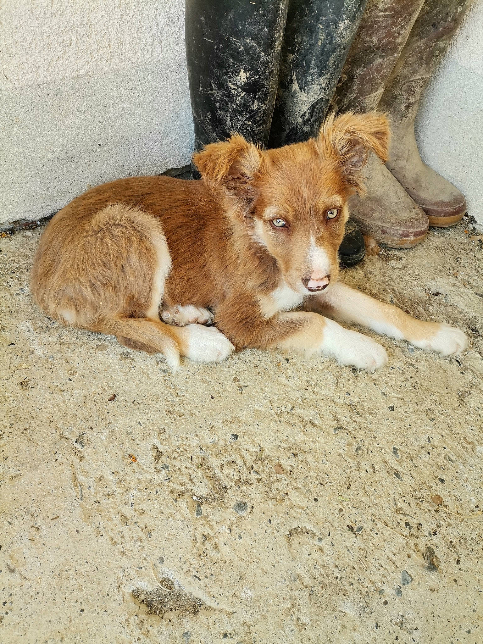 Silka a rejoint le concours — aidez-le/la à gagner de superbes lots ! ancient_dog_breeds, canidae, canis, carnivore, companion_dog, dog, dog_breed, fawn, fur, liver, pack_animal, snout, soil, sporting_group, street_dog, tail, terrestrial_animal, whiskers, wildlife, working_animal