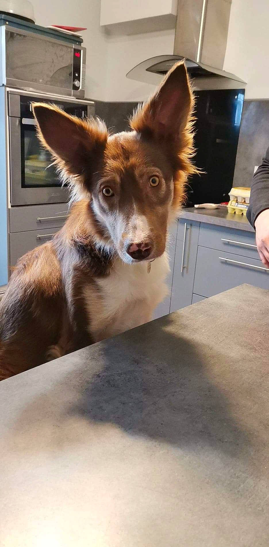 Silka participe au concours pour gagner de l'argent avec cette photo : ancient_dog_breeds, canidae, carnivore, collar, companion_dog, dog, dog_breed, door, fawn, flooring, fur, herding_dog, sporting_group, table, terrestrial_animal, whiskers, window, wood, working_animal, working_dog