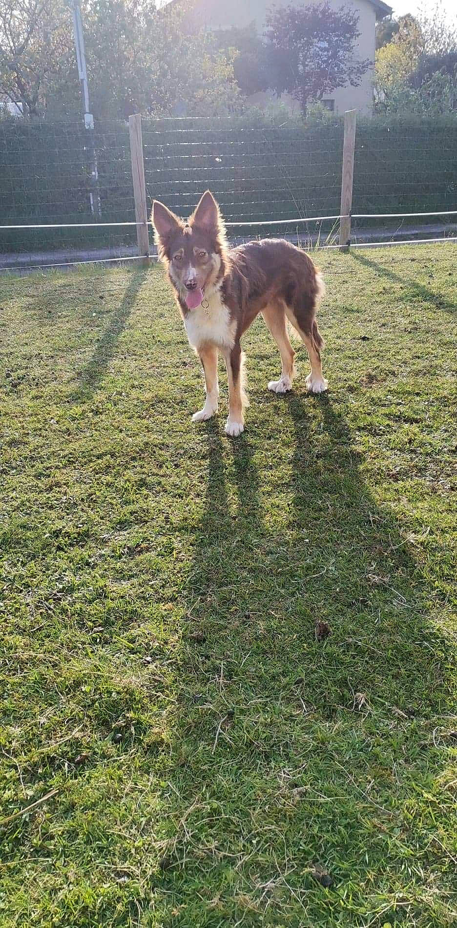 Silka a rejoint le concours — aidez-le/la à gagner de superbes lots ! canidae, carnivore, companion_dog, dog, dog_breed, east_european_shepherd, fawn, fence, german_shepherd_dog, grass, groundcover, herding_dog, lawn, plant, snout, sporting_group, tail, tree, wildlife, working_dog