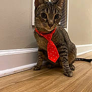 Hershey joined the competition — help win amazing prizes! cat, tabby, tie, red_tie, polka_dot, floor, wooden_floor, indoor, pet, animal, feline, sitting, curious, closeup, wall, vent, domestic, cute, whiskers, ears