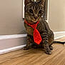 cat, tabby, tie, red_tie, polka_dot, floor, wooden_floor, indoor, pet, animal, feline, sitting, curious, closeup, wall, vent, domestic, cute, whiskers, ears