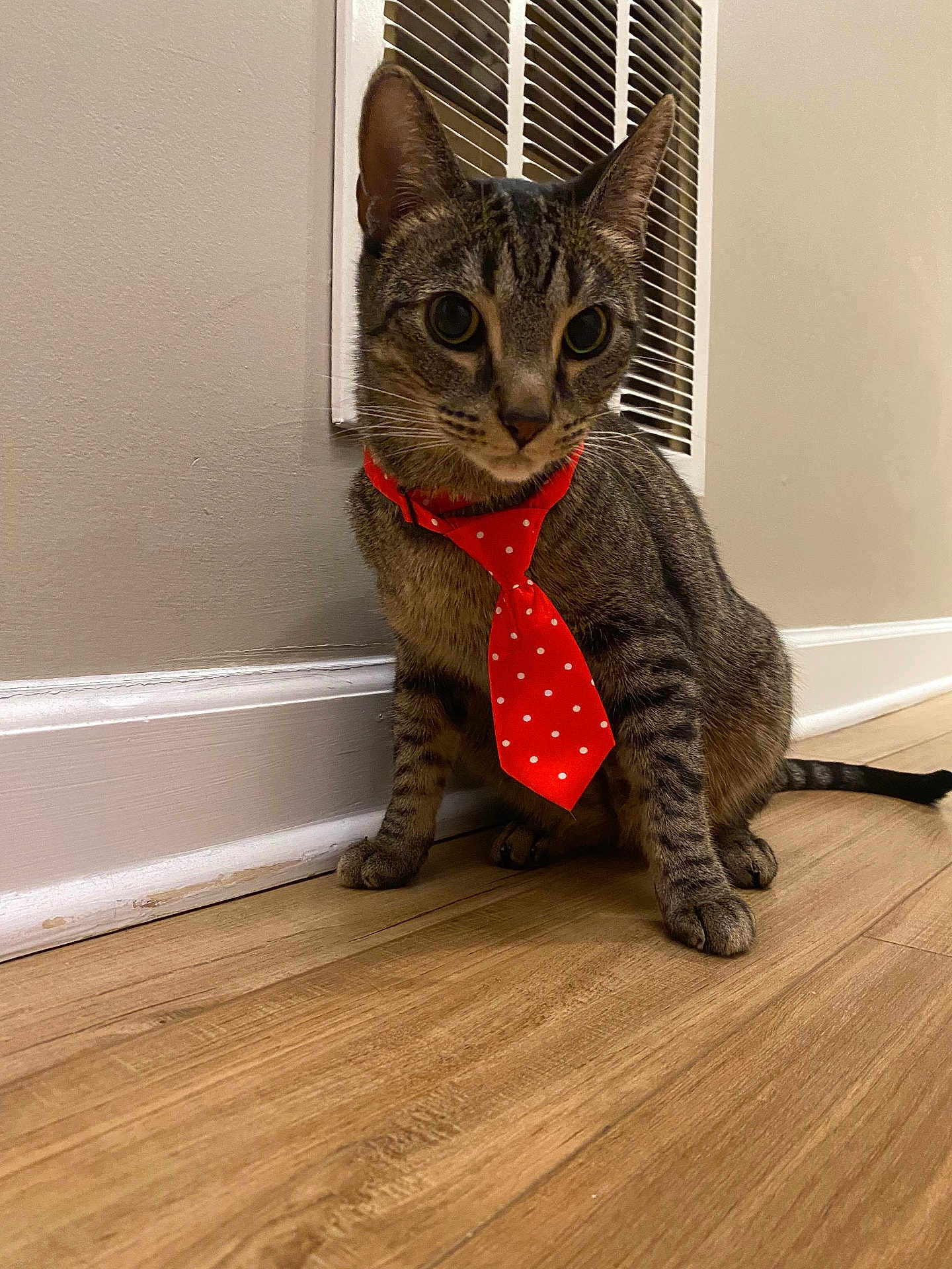 Hershey joined the competition — help win amazing prizes! cat, tabby, tie, red_tie, polka_dot, floor, wooden_floor, indoor, pet, animal, feline, sitting, curious, closeup, wall, vent, domestic, cute, whiskers, ears