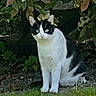 animal, black_and_white, cat, eyes, feline, fur, garden, grass, greenery, leaf, mammal, nature, outdoor, pet, photo_interface, plant, portrait, sitting, whiskers, wildlife