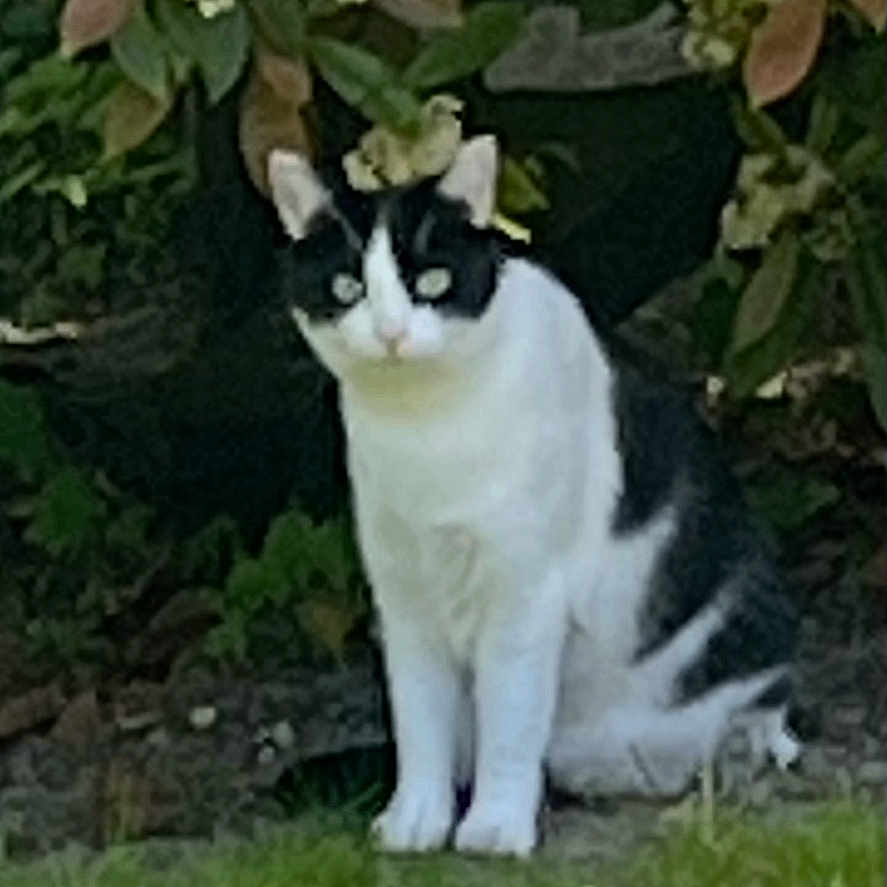 Kaline a rejoint le concours — aidez-le/la à gagner de superbes lots ! animal, black_and_white, cat, eyes, feline, fur, garden, grass, greenery, leaf, mammal, nature, outdoor, pet, photo_interface, plant, portrait, sitting, whiskers, wildlife