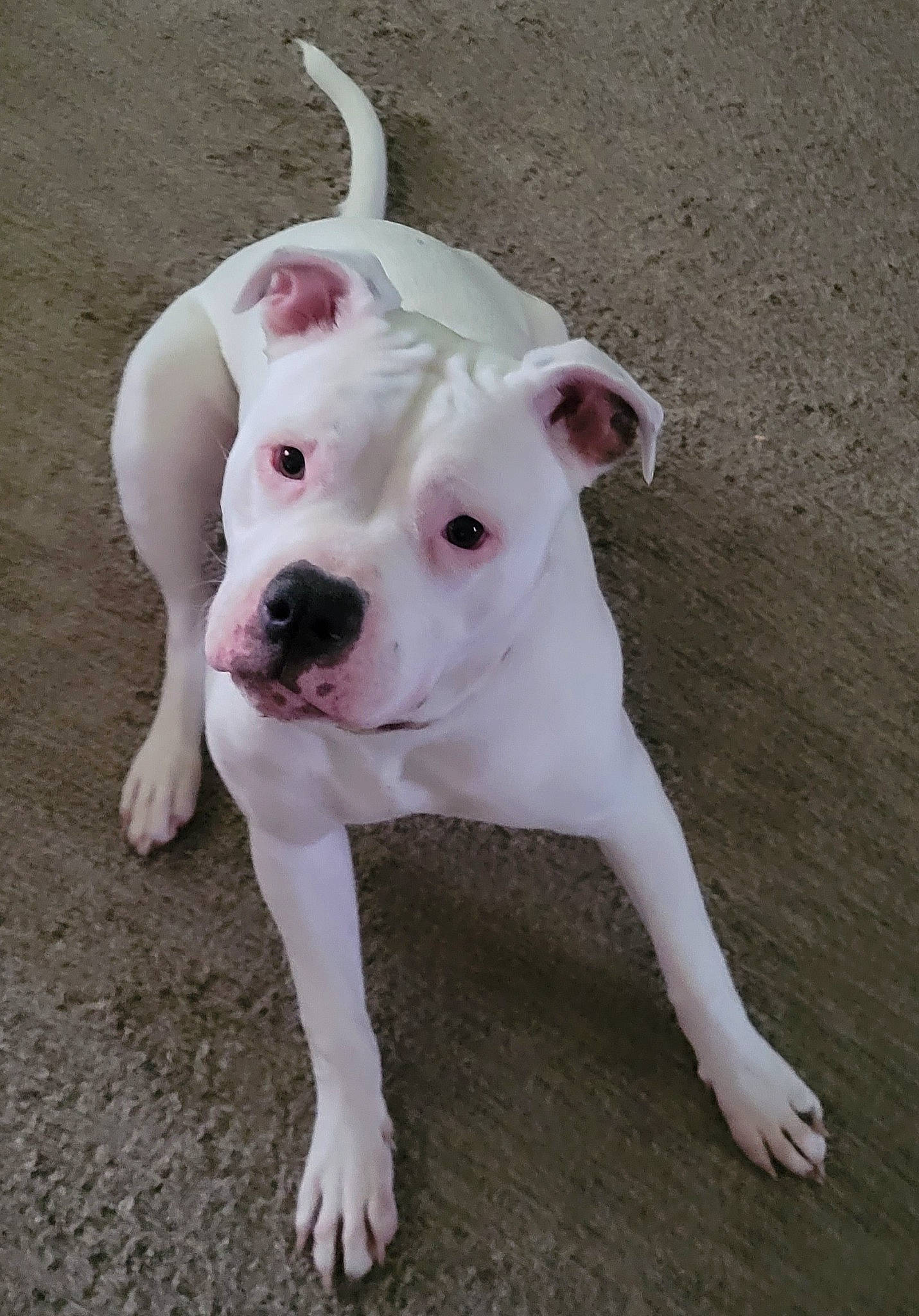 Gracie is registered to the contest to win money with this photo: canidae, carnivore, companion_dog, cordoba_fighting_dog, dog, dog_breed, dog_supply, dogo_guatemalteco, ear, fawn, non_sporting_group, pet_supply, snout, sporting_group, tail, terrestrial_animal, working_animal