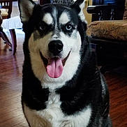 Keno is registered to the contest to win money with this photo: dog, siberian_husky, indoor, tongue_out, blue_eyes, pet, canine, smiling, fur, black_and_white, wooden_floor, chair, table, furniture, home, portrait, happy, animal, companion, domestic
