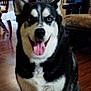 dog, siberian_husky, indoor, tongue_out, blue_eyes, pet, canine, smiling, fur, black_and_white, wooden_floor, chair, table, furniture, home, portrait, happy, animal, companion, domestic