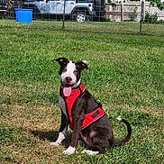 Phoenix is registered to the contest to win money with this photo: animal, backyard, canine, daytime, dog, fence, grass, greenery, happy, jeep, nature, outdoor, pet, playful, red_harness, sitting, summer, sunny, tongue_out, vehicle