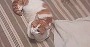 Pikachu a rejoint le concours — aidez-le/la à gagner de superbes lots ! cat, orange_cat, white_cat, bed, striped_bedspread, pillow, blanket, indoor, pet, animal, sleeping_cat, resting, cozy, feline, fur, cute, domestic_animal, nap, striped, text_overlay
