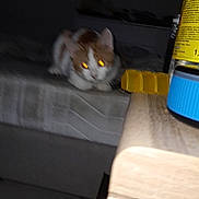Pikachu a rejoint le concours — aidez-le/la à gagner de superbes lots ! cat, bed, furniture, container, yellow, blue, night, dark, indoor, blurry, glowing_eyes, orange, white, pet, animal, table, mattress, room, floor, household