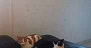 Pikachu participe au concours pour gagner de l'argent avec cette photo : animal, black_and_white_cat, blanket, cat, couch, domestic, feline, home_interior, indoor, leather_couch, natural_light, orange_and_white_cat, pet, pillow, relaxing, resting, tile_floor, two_cats, wall, window