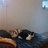 Pikachu participe au concours pour gagner de l'argent avec cette photo : cat, orange_and_white_cat, black_and_white_cat, couch, leather_couch, resting, indoor, window, blanket, pillow, tile_floor, wall, domestic, pet, animal, feline, relaxing, two_cats, home_interior, natural_light