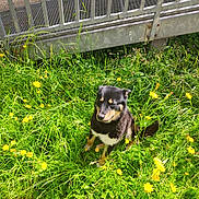 Scotty participe au concours pour gagner de l'argent avec cette photo : dog, grass, dandelion, yellow_flower, outdoor, sunlight, greenery, pet, animal, nature, metal_railing, fence, spring, summer, sitting, happy, canine, fur, portrait, daylight
