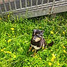 dog, grass, dandelion, yellow_flower, outdoor, sunlight, greenery, pet, animal, nature, metal_railing, fence, spring, summer, sitting, happy, canine, fur, portrait, daylight