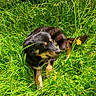Scotty a rejoint le concours — aidez-le/la à gagner de superbes lots ! animal, canine, daylight, dog, field, flora, fur, grass, greenery, leaf, meadow, nature, outdoor, pet, relaxing, resting, summer, sunlight, wildflower, yellow_flower