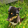 Scotty a rejoint le concours — aidez-le/la à gagner de superbes lots ! animal, canine, cute, dog, ears, flower, fur, garden, grass, greenery, leaf, muzzle, nature, outdoor, pet, plant, sitting, sunlight, yellow_flower, young_dog
