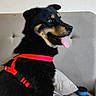 Scotty a rejoint le concours — aidez-le/la à gagner de superbes lots ! dog, black_dog, red_harness, tongue_out, couch, indoor, pet, happy, sitting, fur, canine, animal, companion, paw, ears, tail, household, domestic_animal, smiling, cute