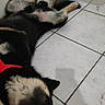 Scotty a rejoint le concours — aidez-le/la à gagner de superbes lots ! dog, lying_down, floor, tile_floor, door, food_bowl, red_harness, pet, indoor, relaxed, black_fur, tan_fur, canine, domestic_animal, animal, resting, household, corner, casual, messy_floor