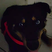 Scotty participe au concours pour gagner de l'argent avec cette photo :
