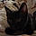 Binx