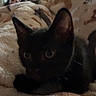 black_cat, kitten, blanket, fluffy, indoor, furniture, curious, ears, eyes, soft_texture, cozy, pet, animal, mammal, cute, resting, warm, comfort, room, home