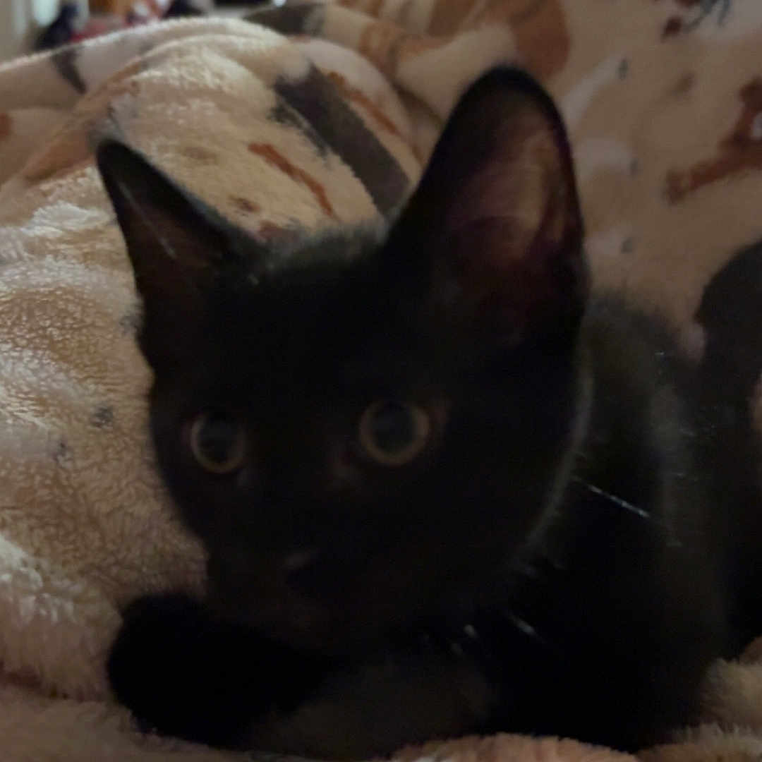 Binx
