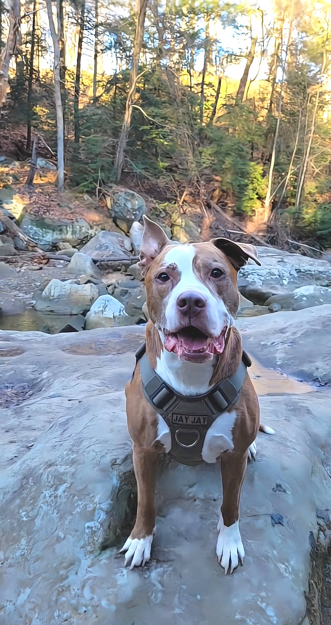 Jayjay is registered to the contest to win money with this photo: adventure, autumn, canidae, carnivore, collar, companion_dog, dog, dog_breed, dog_collar, fawn, forest, leash, plant, sky, snout, sporting_group, tree, water, whiskers, working_animal