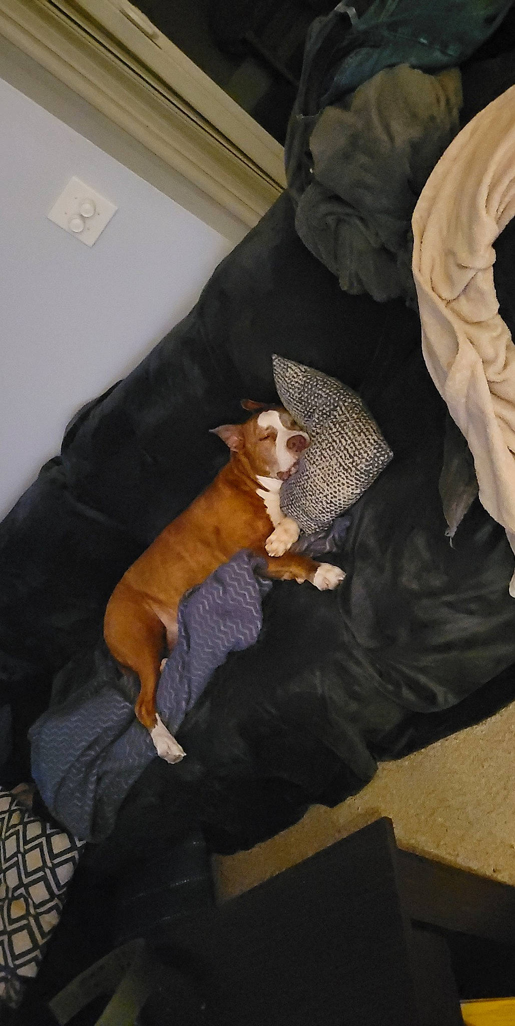 Jayjay joined the competition — help win amazing prizes! canidae, carnivore, comfort, companion_dog, couch, dog, dog_breed, fawn, felidae, flooring, fur, hardwood, knee, linens, room, small_to_medium_sized_cats, tail, toy_dog, whiskers, wood