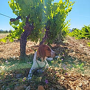 Aïka a rejoint le concours — aidez-le/la à gagner de superbes lots ! animal, canine, daylight, dog, earth, field, flowers, grapevine, greenery, leaves, nature, outdoor, pet, plant, resting, rocks, scenery, summer, sunny, vineyard