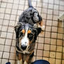 puppy, dog, pet, animal, floor, tile, looking_up, curious, fur, ears, eyes, nose, paws, indoors, brown, white, black, orange, young, cute
