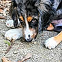 puppy, dog, close_up, outdoor, ground, leaves, paw, fur, curious, animal, nature, brown, black, white, young, pet, cute, laying, eyes, snout
