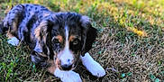 Aston participe au concours pour gagner de l'argent avec cette photo : puppy, dog, grass, outdoor, pet, animal, young, cute, lying_down, fur, nature, sunlight, portrait, playful, canine, adorable, eyes, brown, white, black