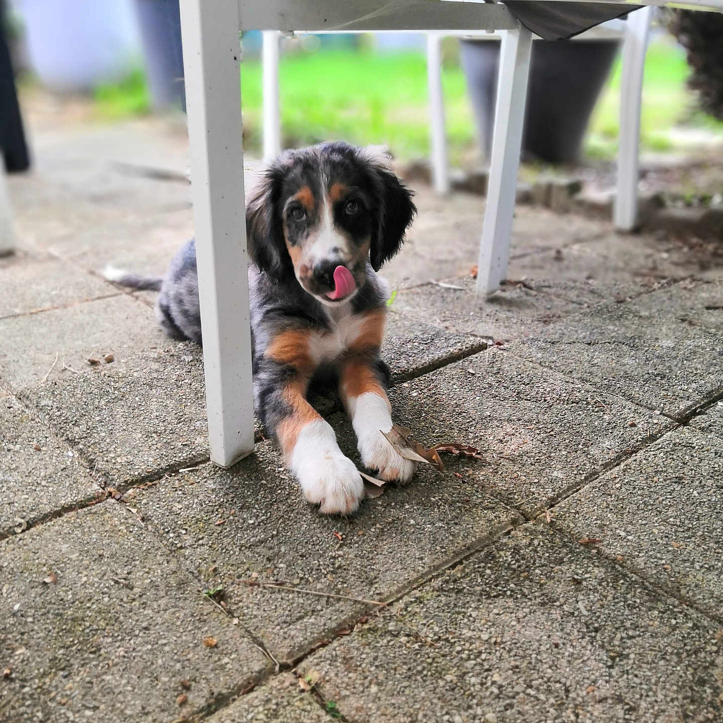 Aston a rejoint le concours — aidez-le/la à gagner de superbes lots ! animal, black, brown, cute, dog, fur, grass, leaf, licking, outdoor, patio, pet, playful, puppy, relaxing, stone_floor, tongue, white_chair, white_paws, young_dog