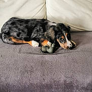 Aston a rejoint le concours — aidez-le/la à gagner de superbes lots ! puppy, dog, toy, blanket, couch, indoor, pet, animal, black, brown, white, fur, relaxed, lying_down, cozy, cute, companion, domestic, young, resting