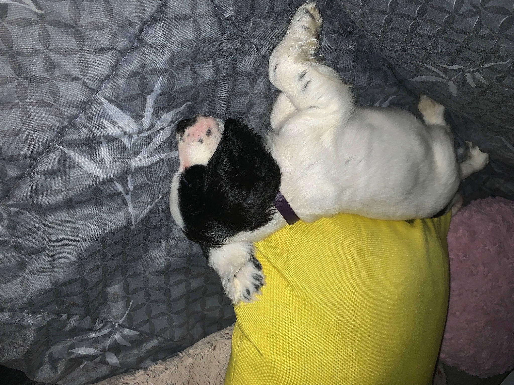 Randy participe au concours pour gagner de l'argent avec cette photo : canidae, carnivore, comfort, companion_dog, dog_breed, fawn, felidae, fur, mammal, nap, paw, pet_supply, small_to_medium_sized_cats, snout, sporting_group, tail, terrestrial_animal, toy_dog, vertebrate, whiskers