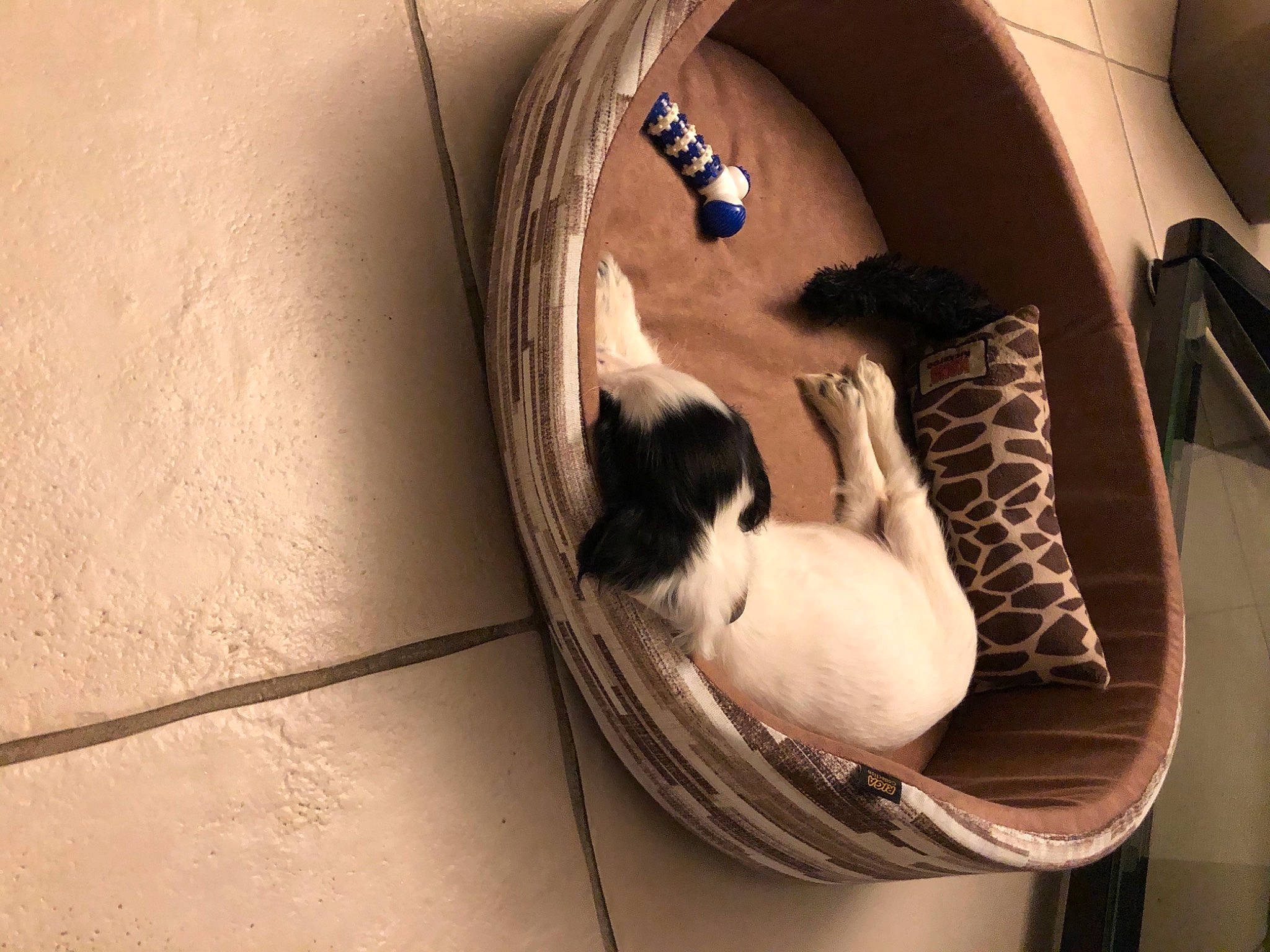 Randy a rejoint le concours — aidez-le/la à gagner de superbes lots ! animal_shelter, cage, canidae, carnivore, cat, cat_bed, cat_supply, comfort, companion_dog, dog_breed, domestic_short_haired_cat, felidae, fur, pet_supply, small_to_medium_sized_cats, snout, stairs, tail, whiskers, wood