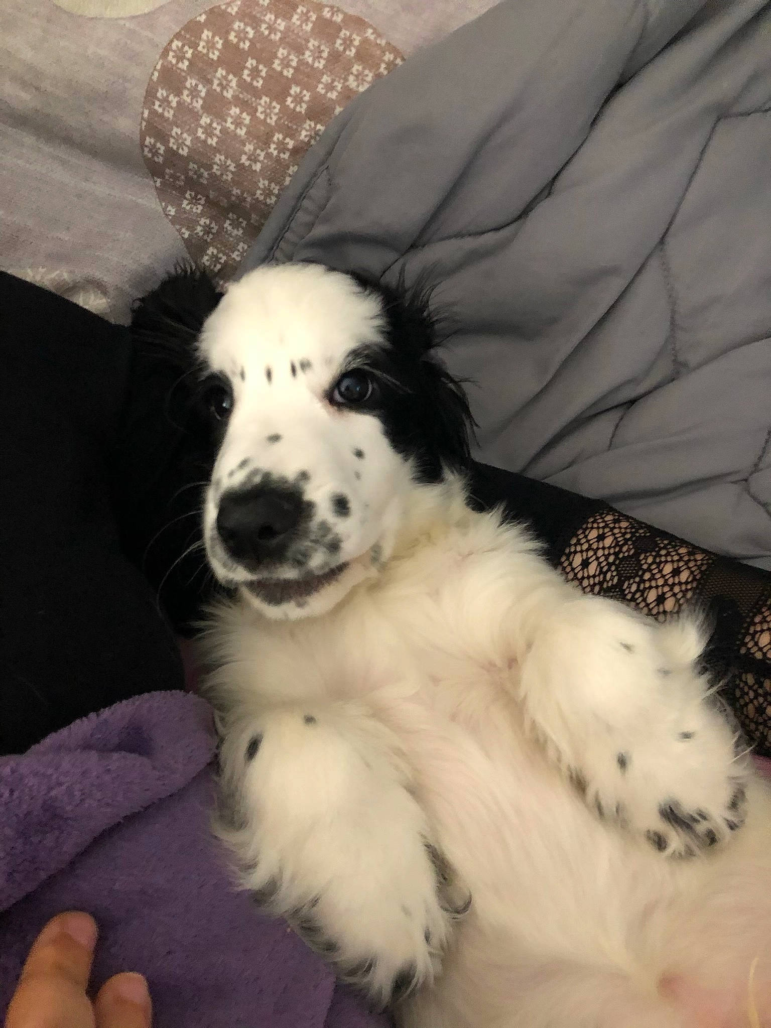 Randy a rejoint le concours — aidez-le/la à gagner de superbes lots ! canidae, carnivore, comfort, companion_dog, dog, dog_breed, fur, gun_dog, happy, herding_dog, non_sporting_group, paw, puppy, snout, spaniel, sporting_group, terrestrial_animal, whiskers, working_animal, working_dog