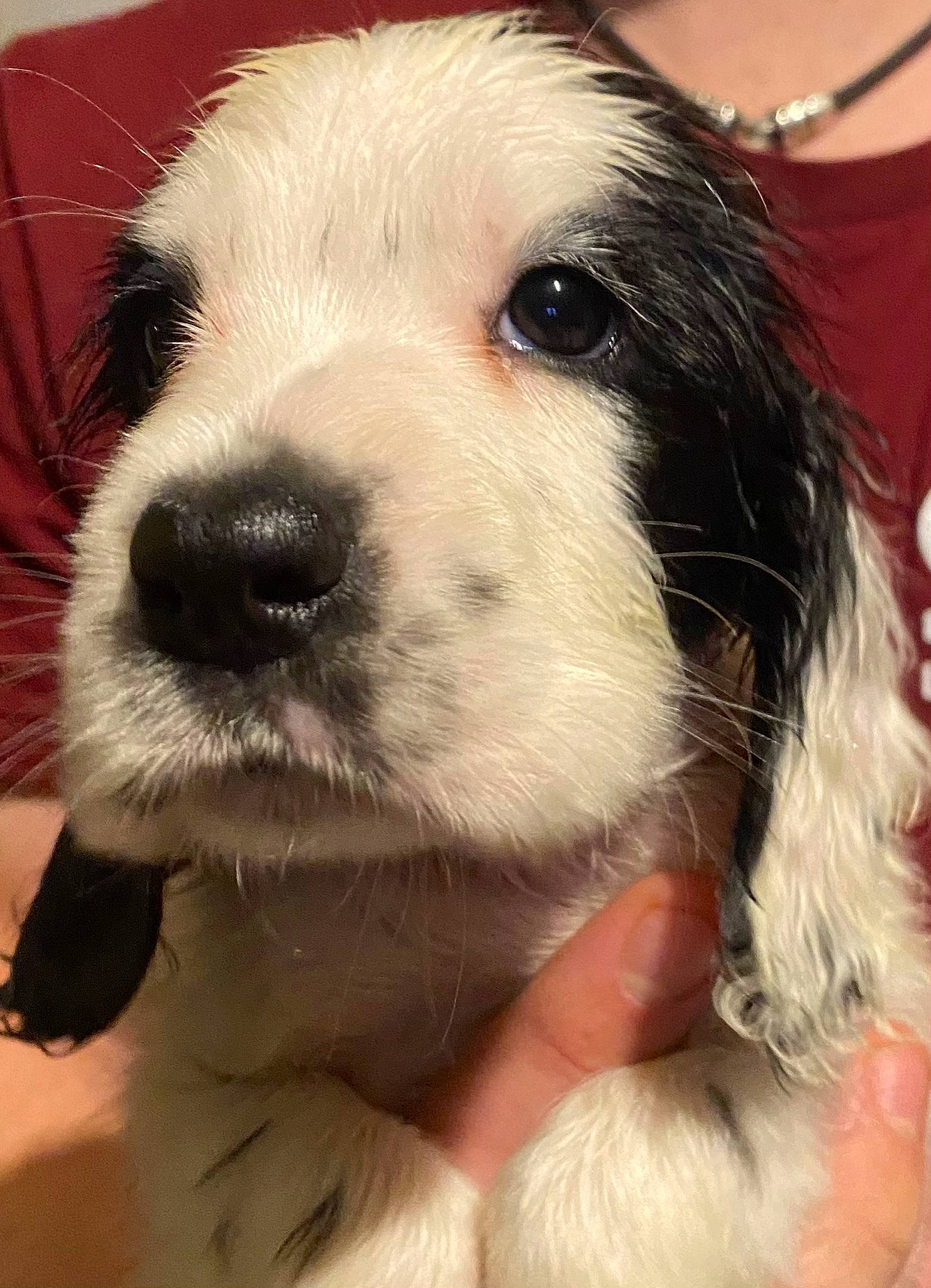 Randy participe au concours pour gagner de l'argent avec cette photo : canidae, carnivore, cocker_spaniel, companion_dog, dog, dog_breed, ear, fawn, fur, happy, iris, jaw, paw, puppy_love, selfie, snout, sporting_group, toy_dog, whiskers, working_animal