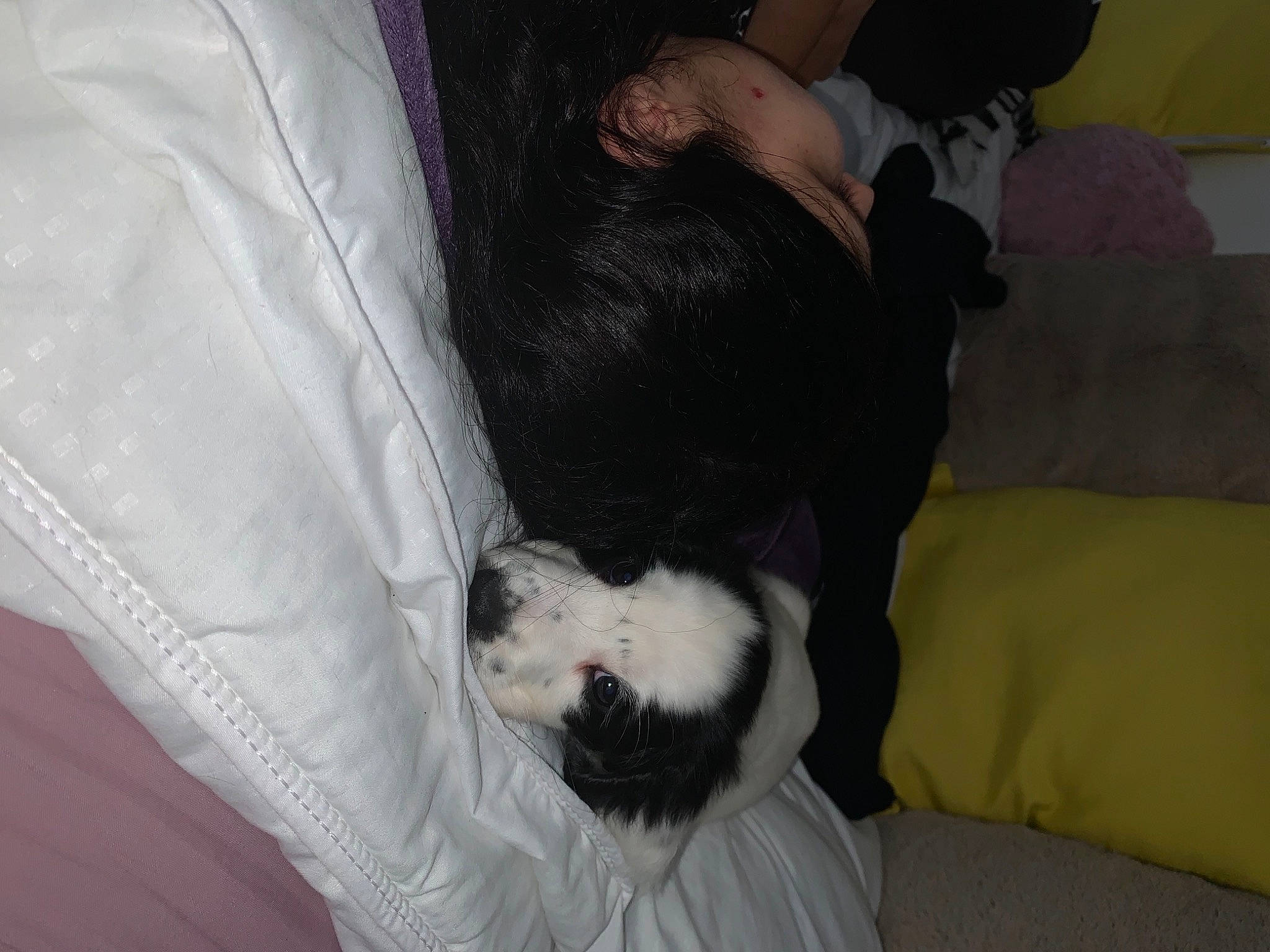 Randy participe au concours pour gagner de l'argent avec cette photo : canidae, carnivore, comfort, companion_dog, couch, dog, dog_breed, felidae, fur, linens, nap, non_sporting_group, paw, small_to_medium_sized_cats, sporting_group, tail, toy_dog, whiskers, working_animal