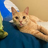 Loki joined the competition — help win amazing prizes! animal, bed, blue_bedspread, cat, close_up, cute, domestic_cat, ears, eyes, feline, fur, ginger_cat, indoor, lying_down, pet, plush_toy, portrait, relaxed, tongue_out, whiskers