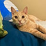 animal, bed, blue_bedspread, cat, close_up, cute, domestic_cat, ears, eyes, feline, fur, ginger_cat, indoor, lying_down, pet, plush_toy, portrait, relaxed, tongue_out, whiskers