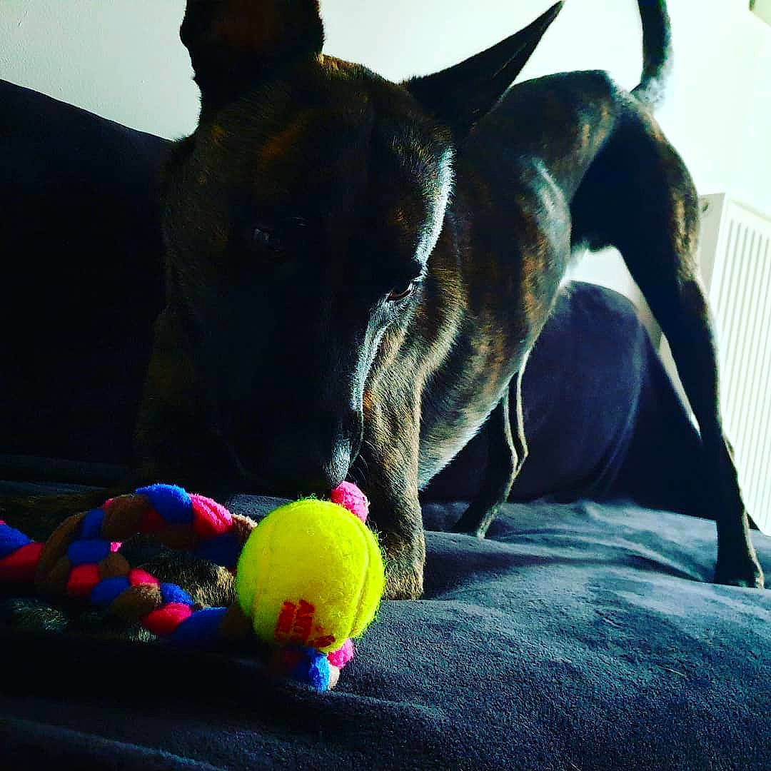 Pako participe au concours pour gagner de l'argent avec cette photo : ball, canidae, carnivore, dog, dog_breed, dog_collar, dog_toy, french_bulldog, great_dane, guard_dog, leash, non_sporting_group, puppy, sporting_group, tail, tennis_ball