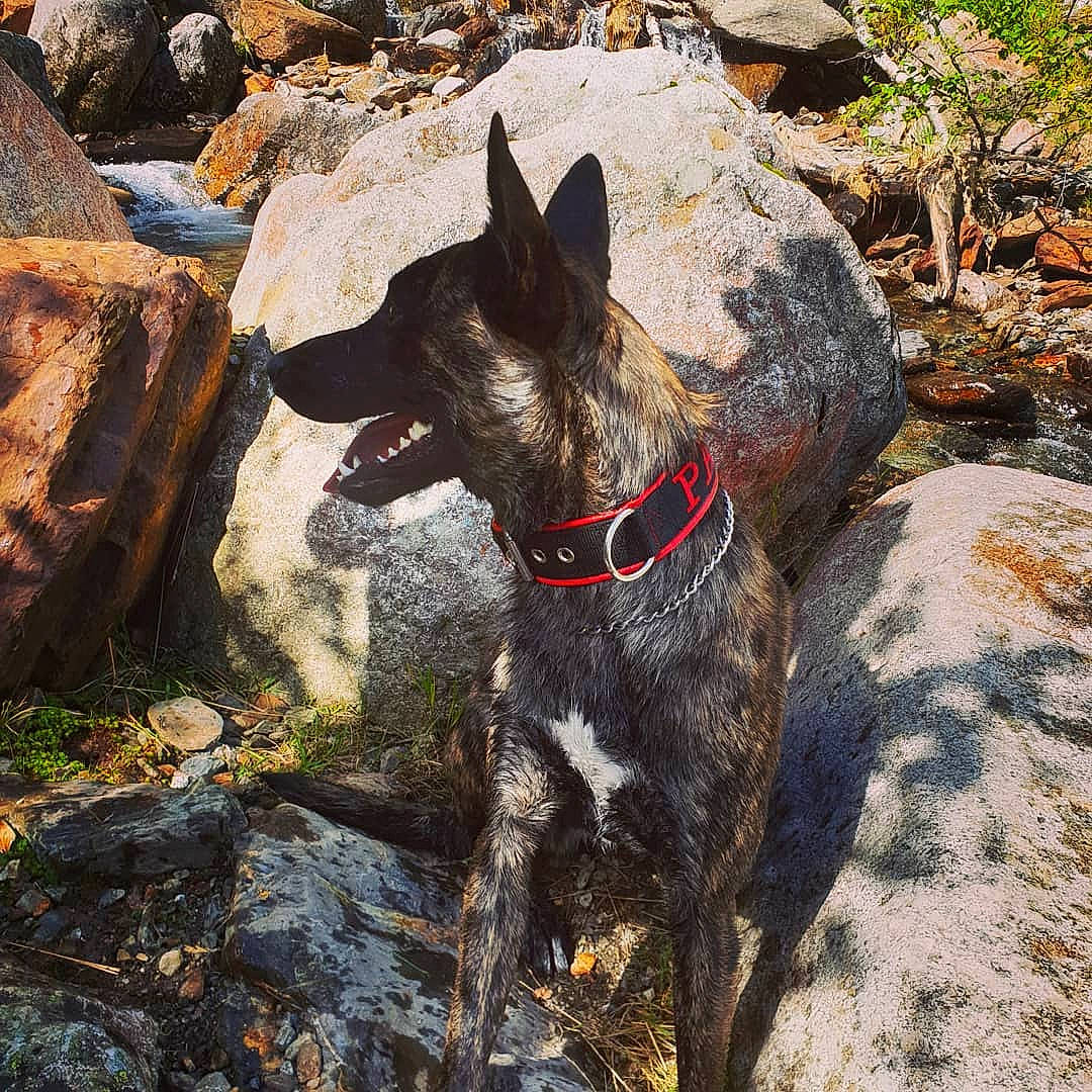 Pako a rejoint le concours — aidez-le/la à gagner de superbes lots ! canidae, carnivore, dog, dog_breed, dog_collar, dutch_shepherd_dog, formosan_mountain_dog, kai_ken, mammal, rare_breed_dog, rock, sporting_group, vertebrate