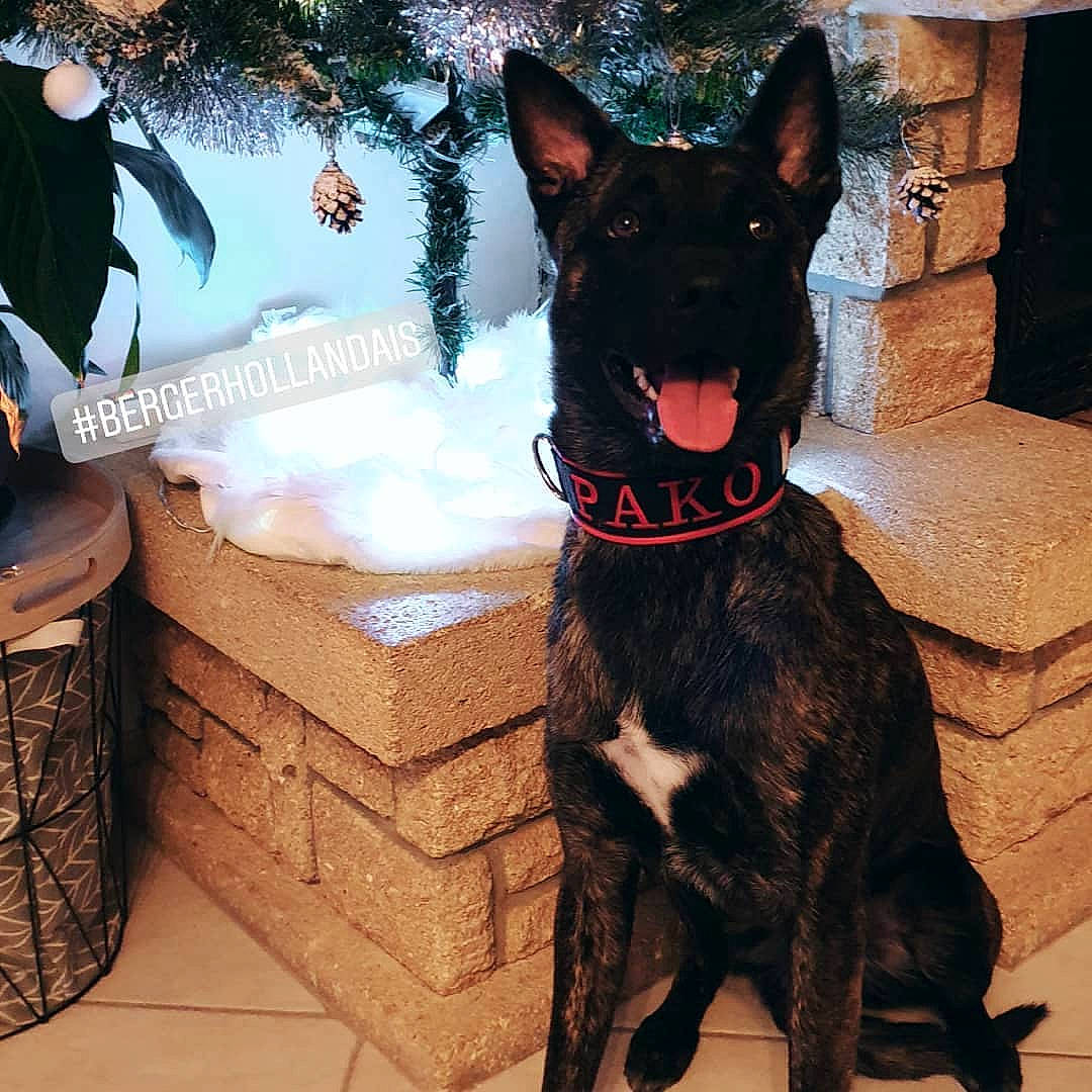 Pako participe au concours pour gagner de l'argent avec cette photo : australian_kelpie, bow_tie, canidae, carnivore, collar, dog, dog_breed, dog_collar, dutch_shepherd_dog, formosan_mountain_dog, kai_ken, mammal, police_dog, rare_breed_dog, vertebrate, working_dog