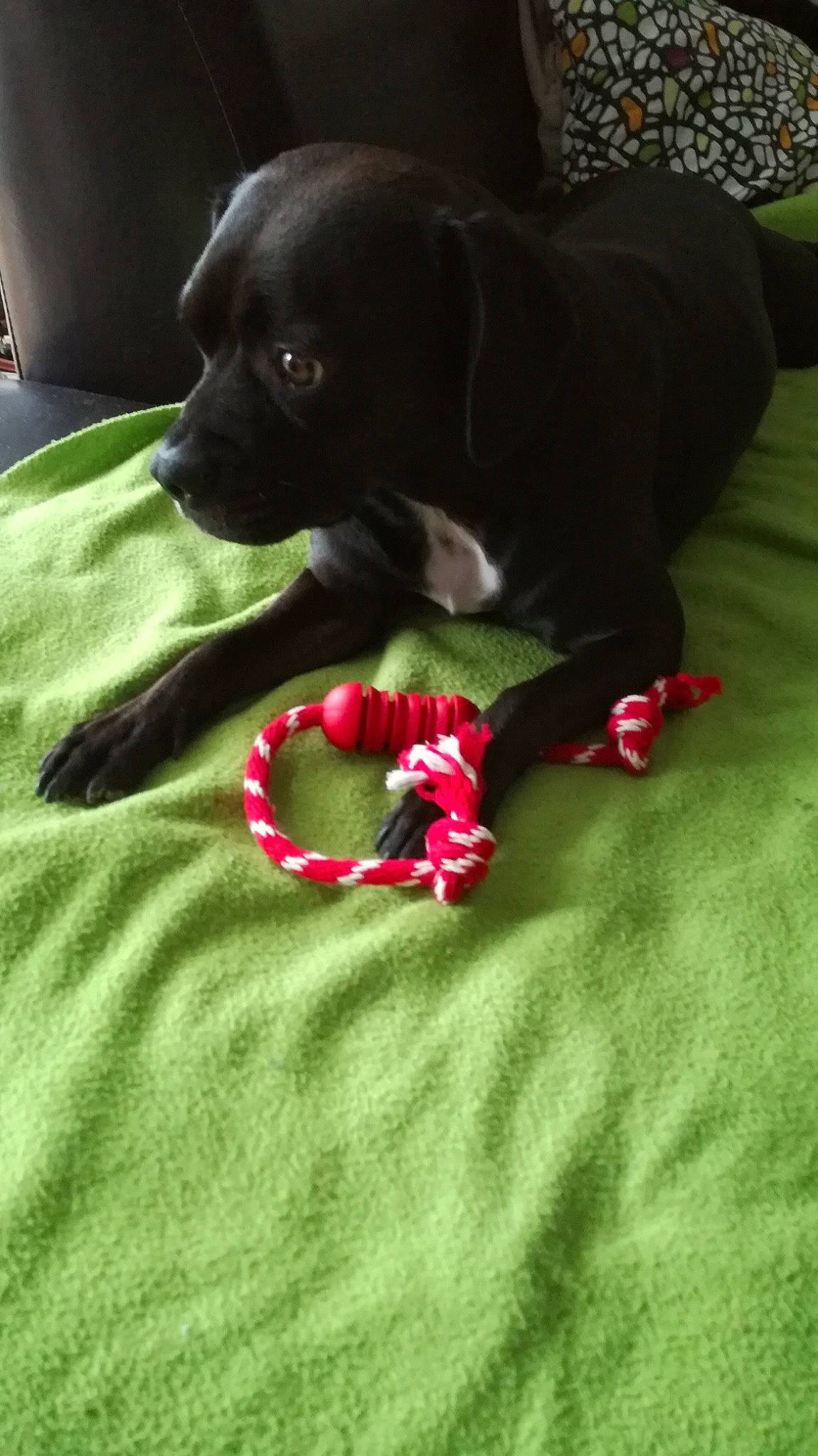 Geisha a rejoint le concours — aidez-le/la à gagner de superbes lots ! beagador, cane_corso, canidae, carnivore, companion_dog, dog, dog_breed, dog_collar, labrador_retriever, puppy, sporting_group