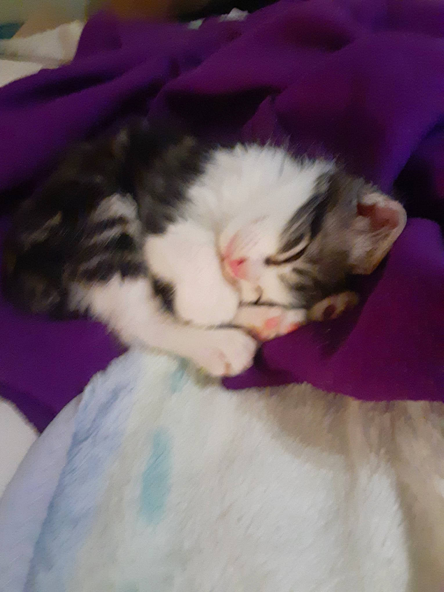 Frodo joined the competition — help win amazing prizes! carnivore, cat, claw, comfort, domestic_short_haired_cat, felidae, foot, fur, human_leg, lap, magenta, nail, nap, paw, pink, sleep, small_to_medium_sized_cats, snout, tail, whiskers